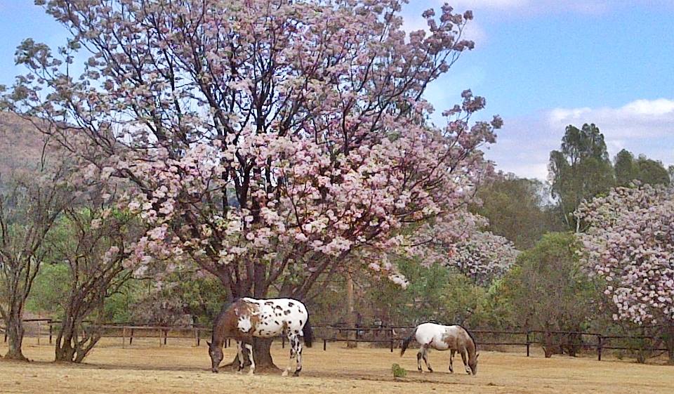 Leopard Rock Appaloosa Sport Horses